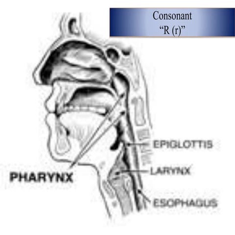 Phonetic mr irpan consonant