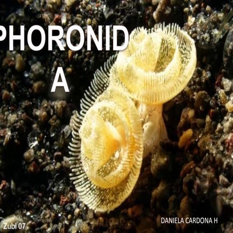Phylum phoronida