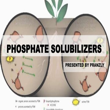 PHOSPHATE SOLUBILIZERS by Pranzly.ppt