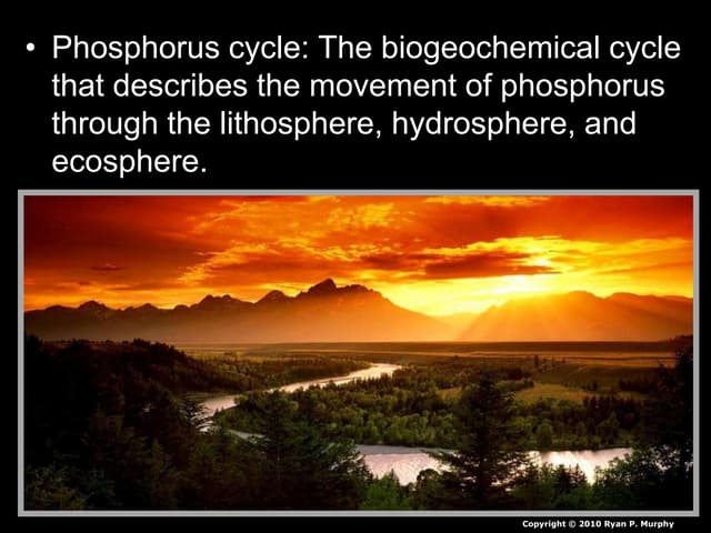 Ecology - Phosphorus Cycle