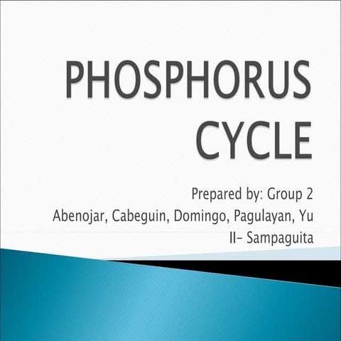 Phosphorus cycle