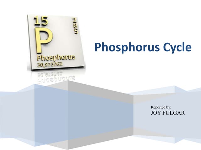 Phosphorus cycle