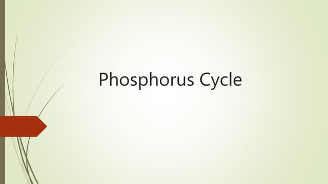 Phosphorus cycle