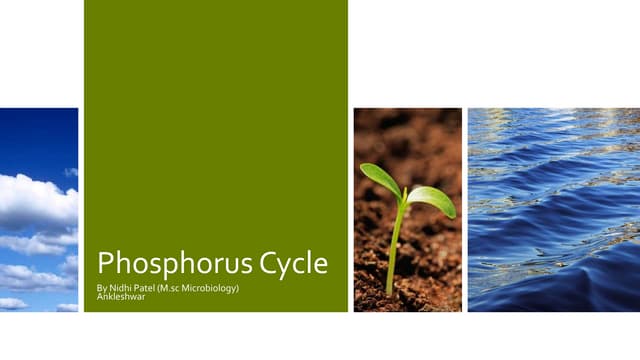 Phosphorus cycle