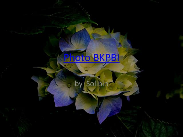 Photo bkpbi
