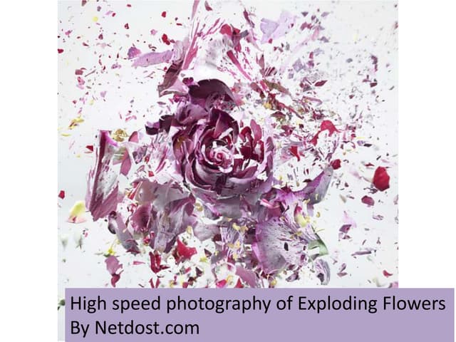 Photography of exploding flowers by...