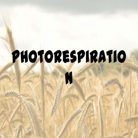 Photorespiration