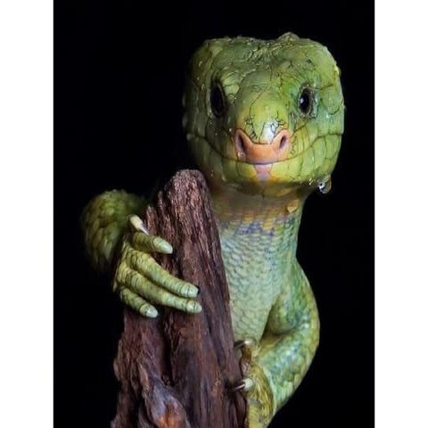 Photos exceptionnelles