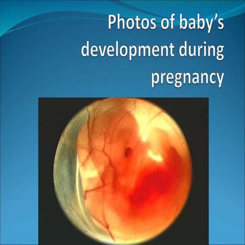 Photos of baby’s development during pregnancy