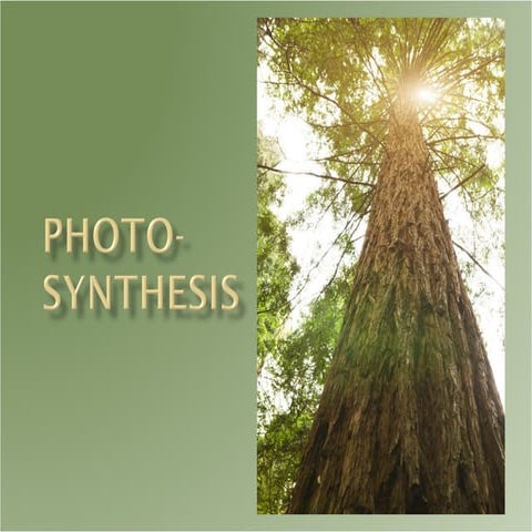 Photosynthesis