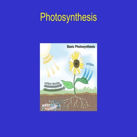 Photosynthesis