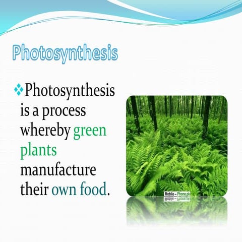 Photosynthesis notes