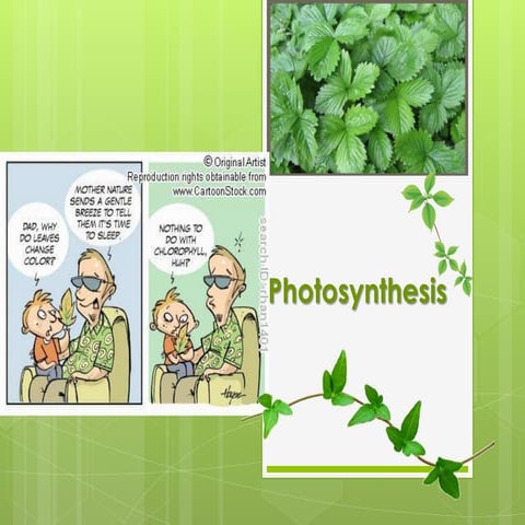 Photosynthesis