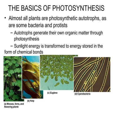 Photosynthesis