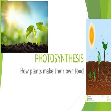 Photosynthesis in land plants