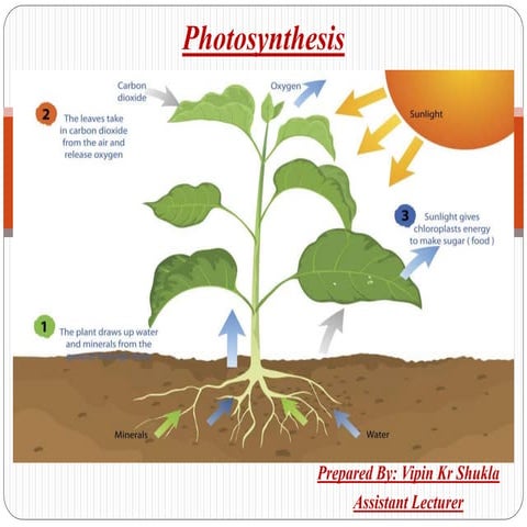 PRIMARY EVENTS IN Photosynthesis
