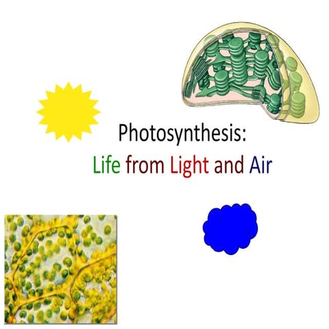 How do photosynthesis occurs in plants.pptx