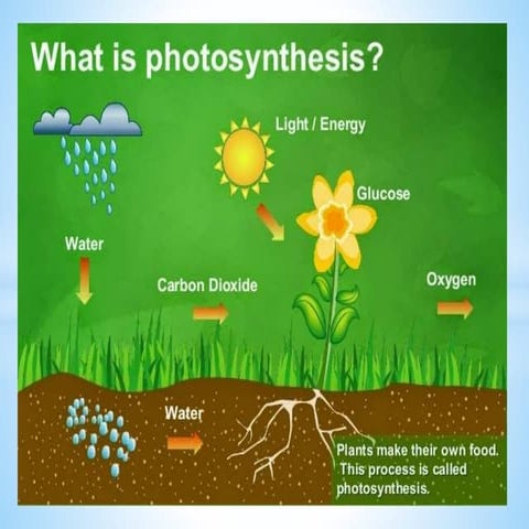 THE PROCESS OF PHOTOSYNTHESIS IN PLANTS PPT