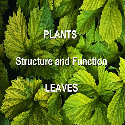 The leave structure and functions