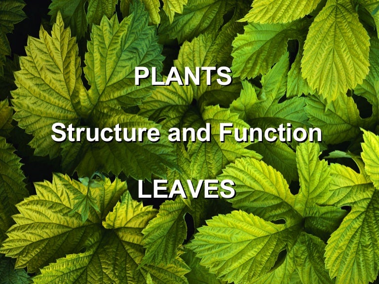 plant structure ppt plants ppt