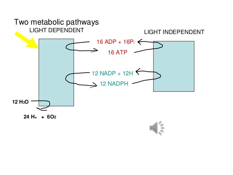 Photosynthesis light independent reaction