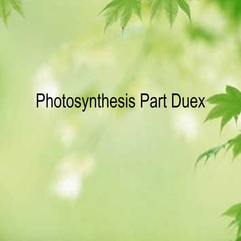 Photosynthesis Part Duex