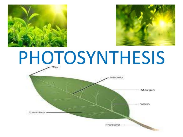 Photosynthesis igcse.