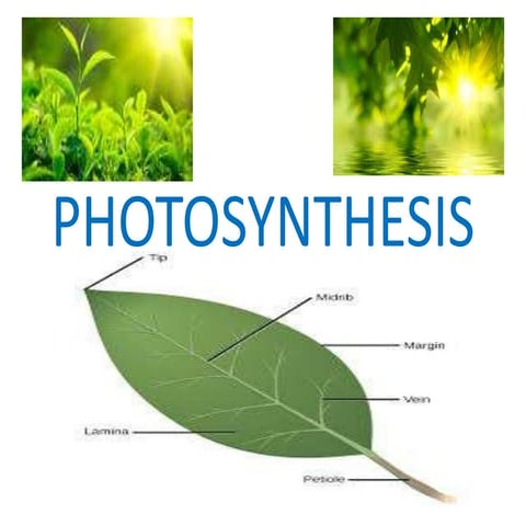 Photosynthesis igcse.