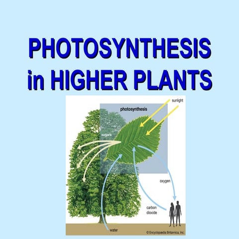 Photosynthesis in higher plants | PPT