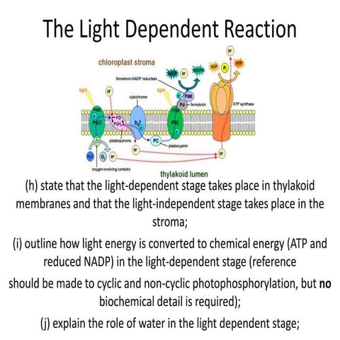 Photosynthesis 5 the light dependent reaction
