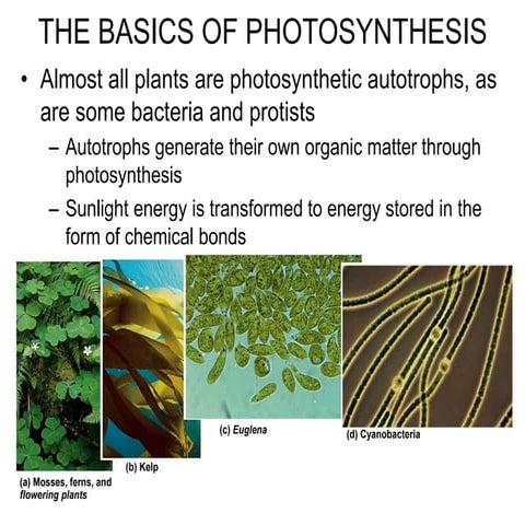 PhotosynthesisA new perspectve  and  regulation.ppt