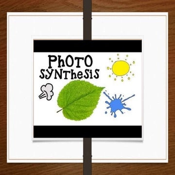 What is Photosynthesis?