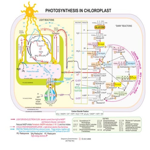 Photosynthesis in chloroplast poster | PDF