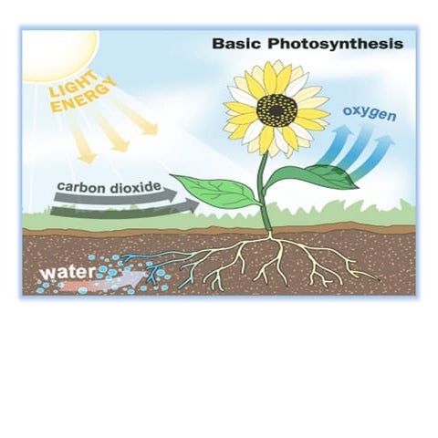 photosynthesis and photorespiration Lecture note ppt.pptx