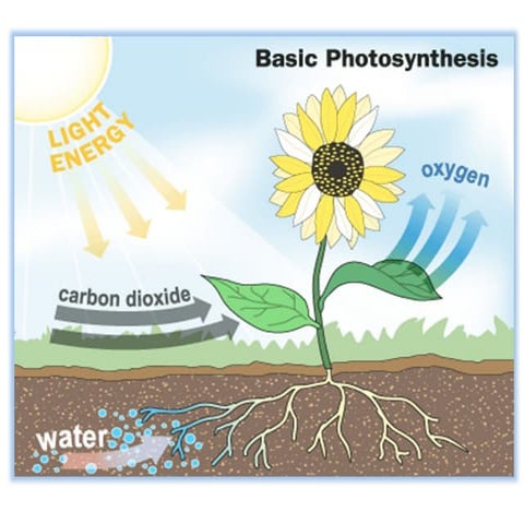 Photosynthesis | PPTX