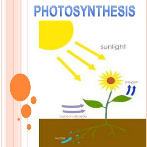 Photosynthesis preeti 12th h.sc