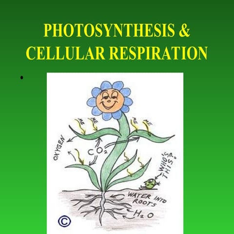 Cellular Respiration Glycolysis, Krebs cycle, Electron Transport | PPTX