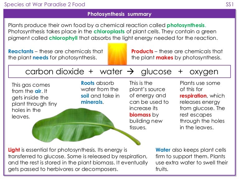 Photosynthesis summary