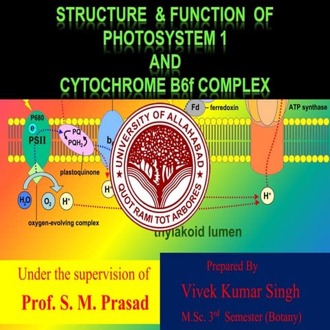 Photosystem first &cytochrome b6f