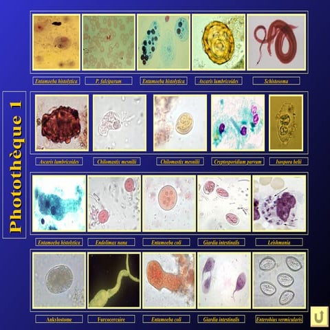 Photothèque:parasitologie