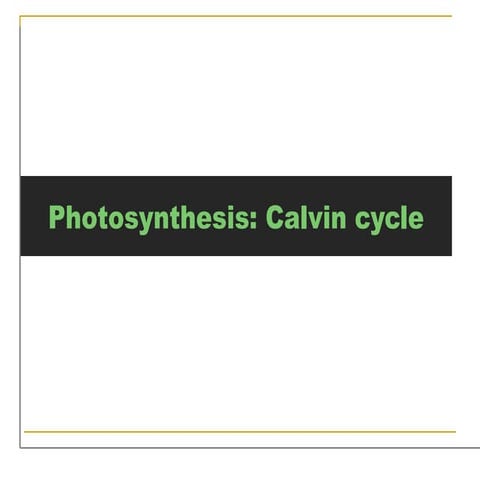 "The Calvin Cycle: The Heart of Photosynthesis