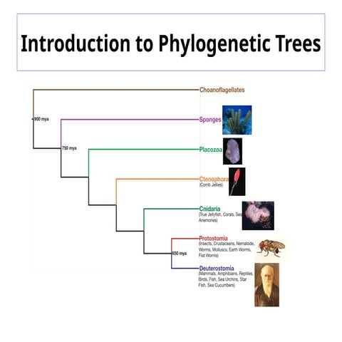 Phtogenetics ppt for basics understanding