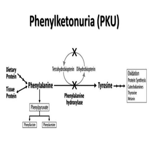phu.pptx phenyle ketonuria cogenital error
