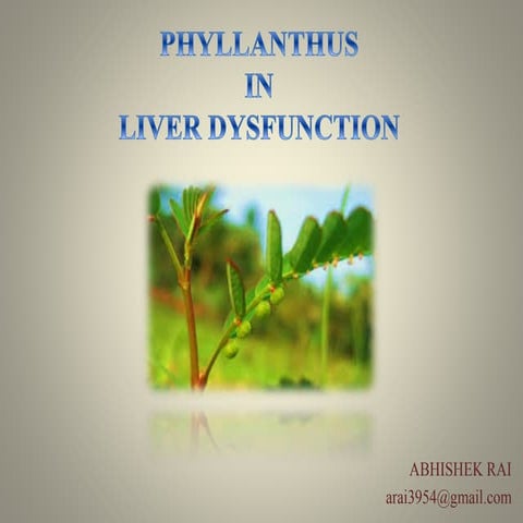 Phyllanthus in liver dysfunction