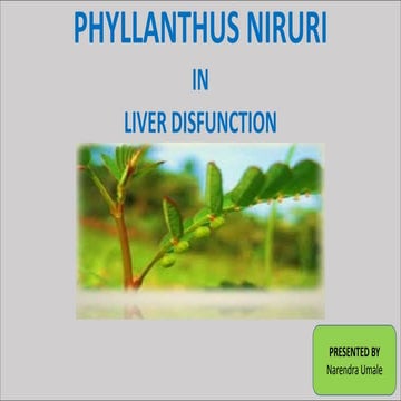 Active constituent of Phyllanthus niruri for liver dysfunction
