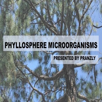 PHYLLOSPHERE MICROORGANISMS BY PRANZLY.ppt