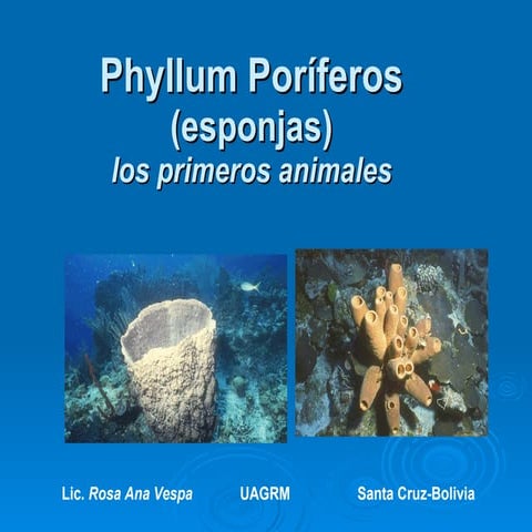 Phyllum poríferos