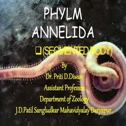 phylum annelida