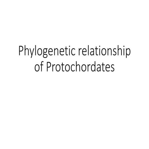 Phylogenetic relationship of protochordates