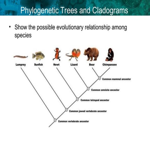genbio2phylogenetic_trees_cladograms.ppt
